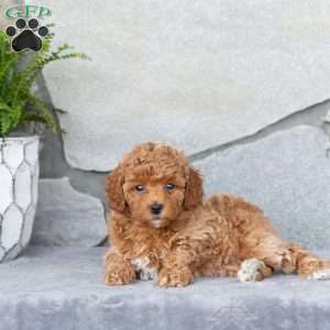 Fern, Miniature Poodle Puppy